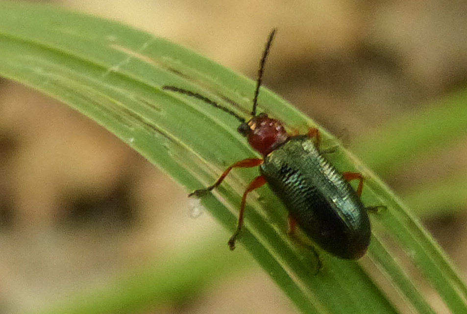 Oulema melanopus/duftschmidi