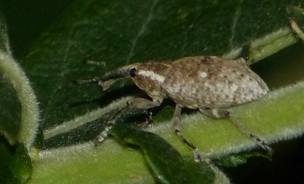 Lepyrus palustris - kétpettyes fűzormányos