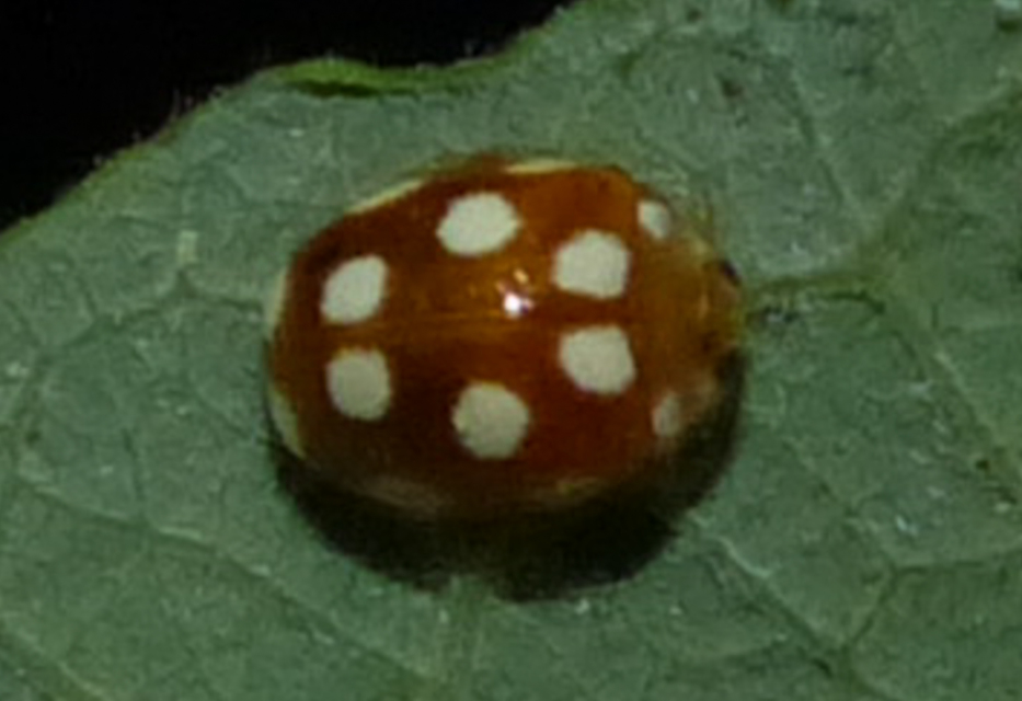 Vibidia duodecimguttata - tizenkétcseppes füsskata