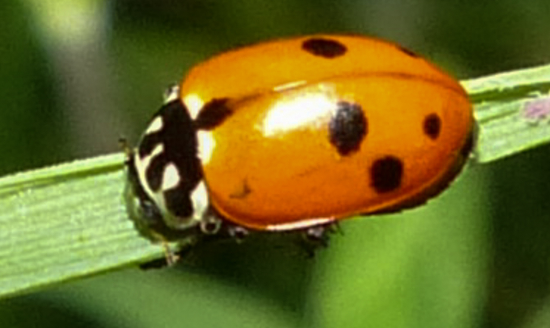 Hippodamia variegata - tizenhárompettyes katica