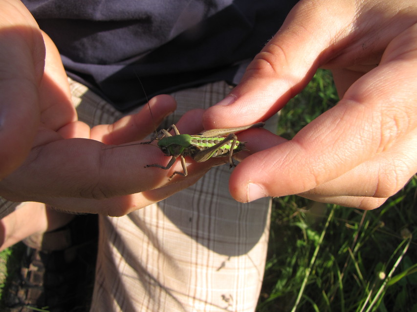 Decticus verrucivorus - szemölcsevő szöcske