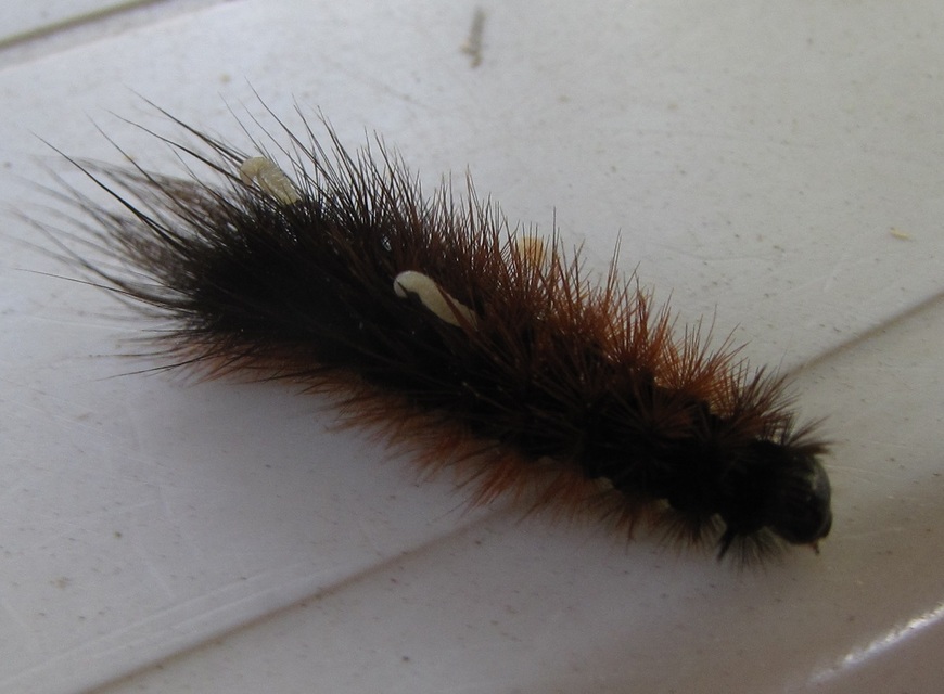 Hyphoraia aulica - barna medvelepke
