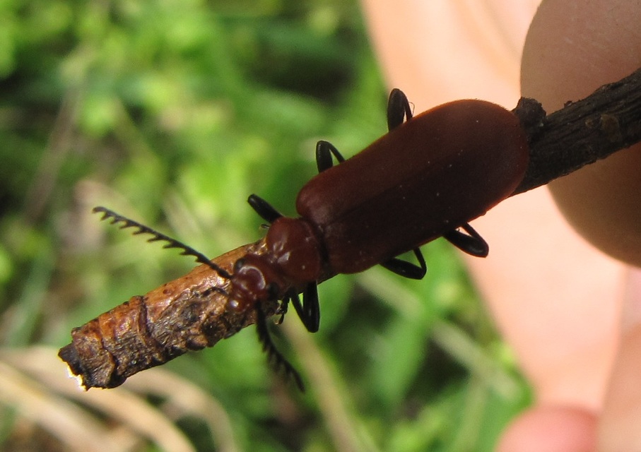 Pyrochroa serraticornis - közép-bíborbogár