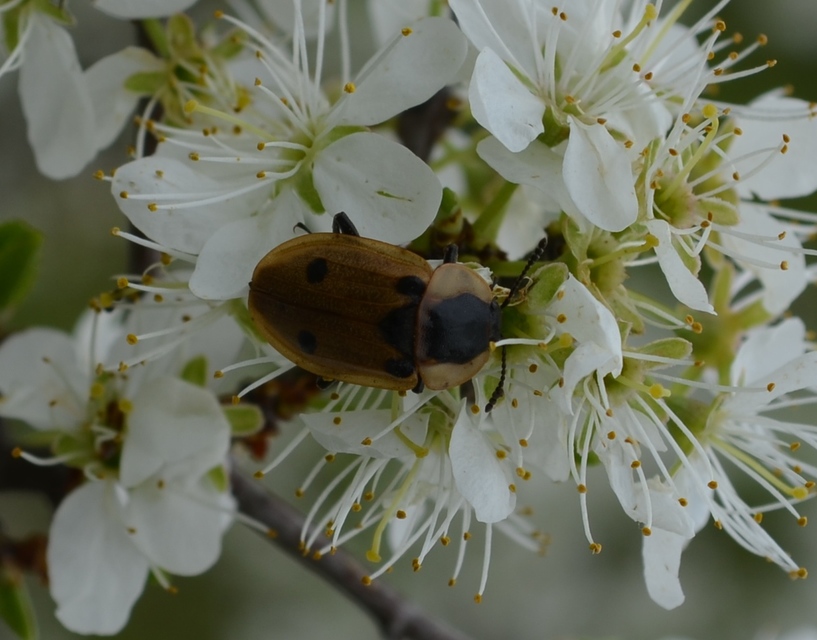Dendroxena quadrimaculata - négypettyes dögbogár