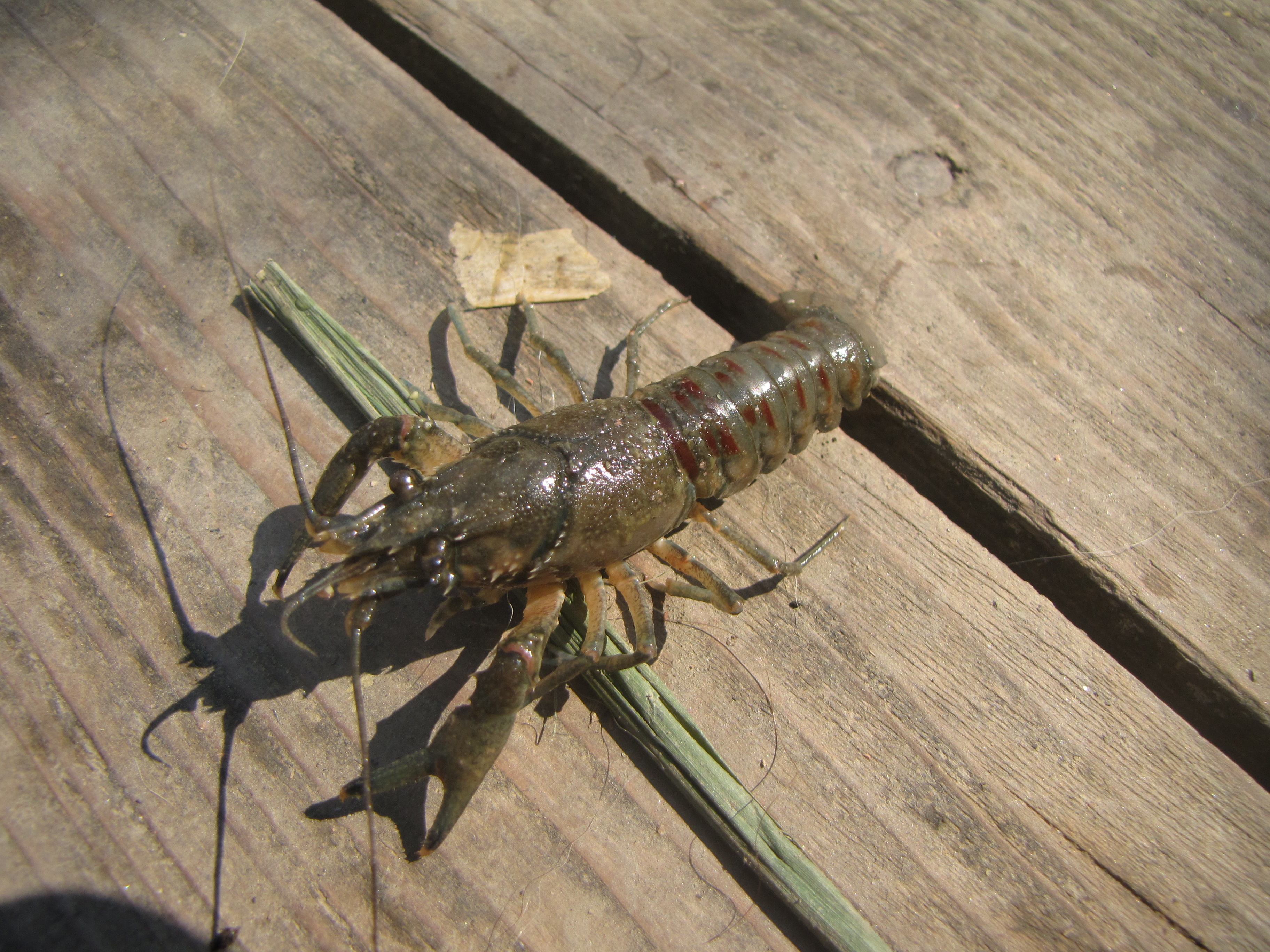 Orconectes limosus - cifrarák