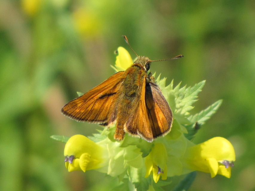 Ochlodes sylvanus - erdei busalepke