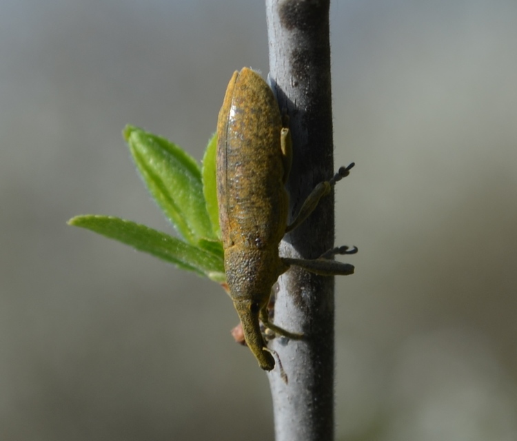 Lixus pulverulentus - mályvafúró dudvabarkó