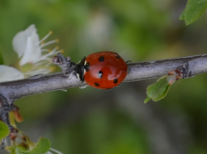 Coccinella septempunctata - hétpettyes katica