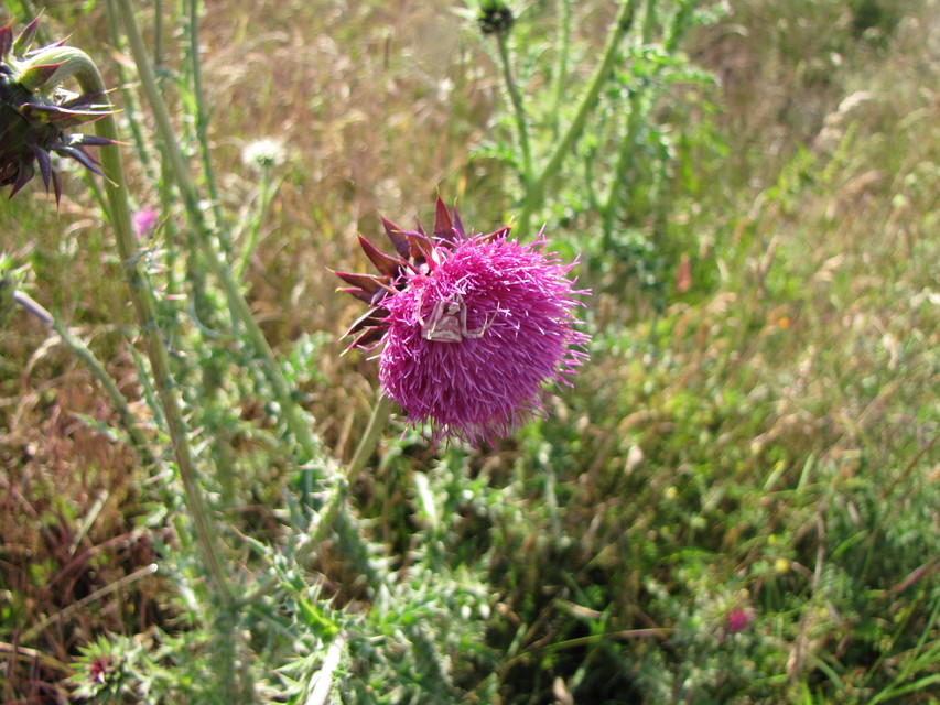 Thomisus onustus - fehér karolópók