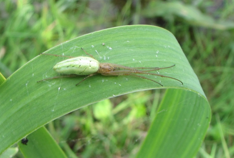Tetragnatha