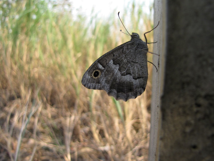 Hipparchia statilinus - homoki szemeslepke