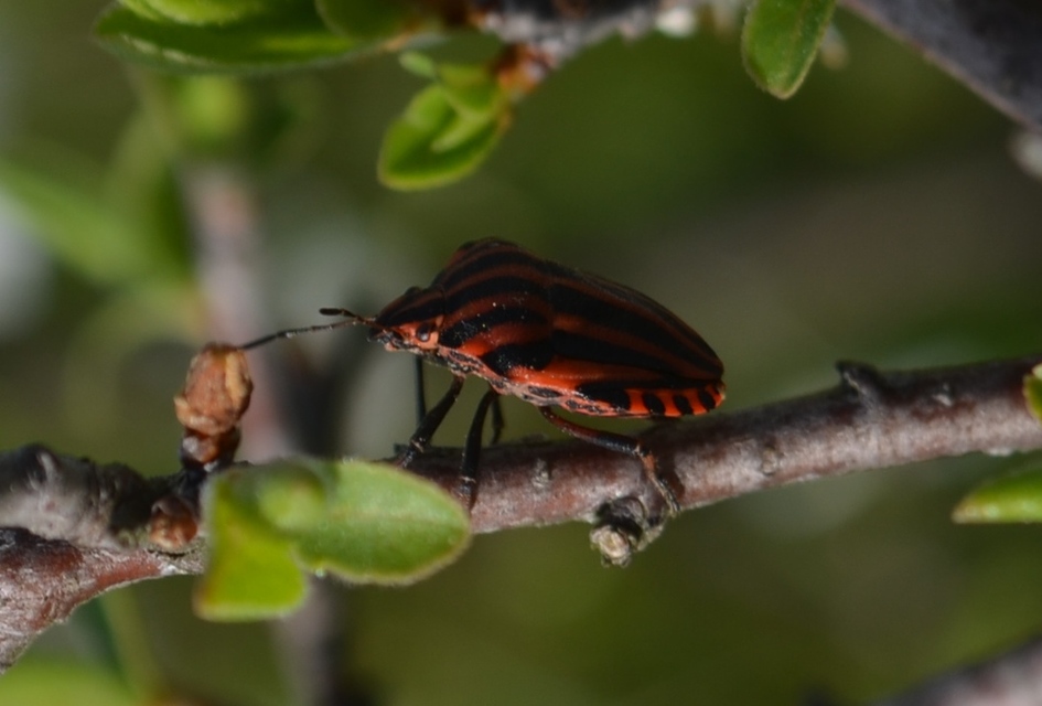 Graphosoma italicum - csíkos pajzsospoloska