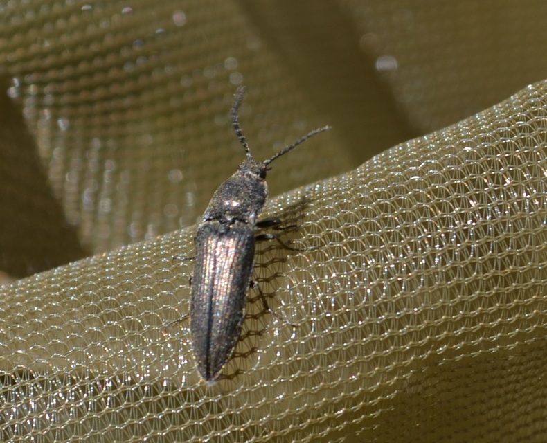Cidnopus pilosus - szőrös pattanó