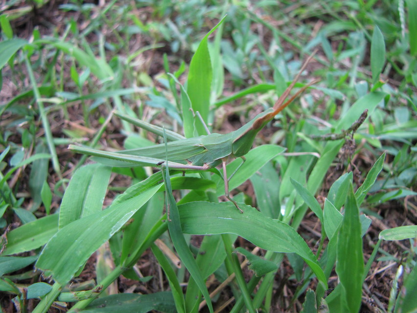Acrida ungarica - sisakos sáska Acrida ungarica - sisakos sáska