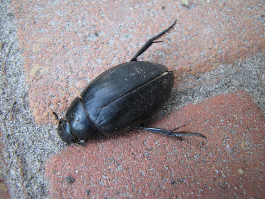 Hydrophilus piceus - közönséges óriáscsibor