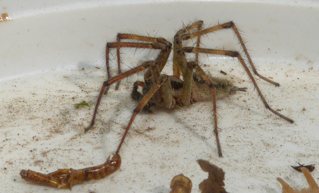 Agelena labyrinthica - illó tölcsérpók