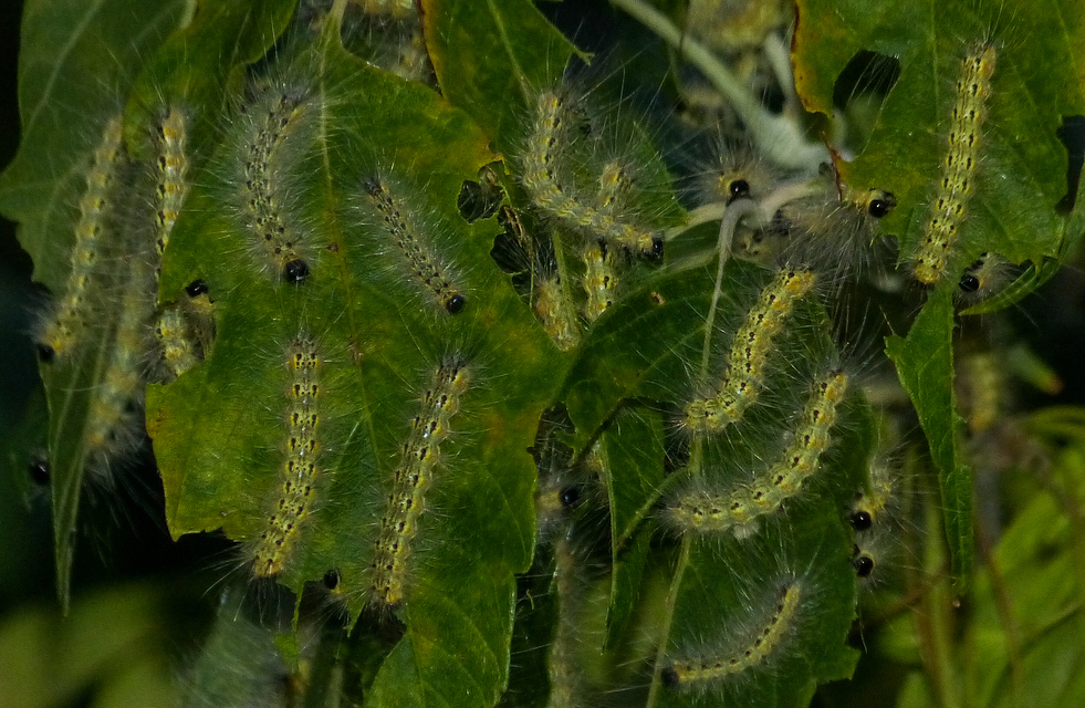 Hyphantria cunea - amerikai fehér medvelepke