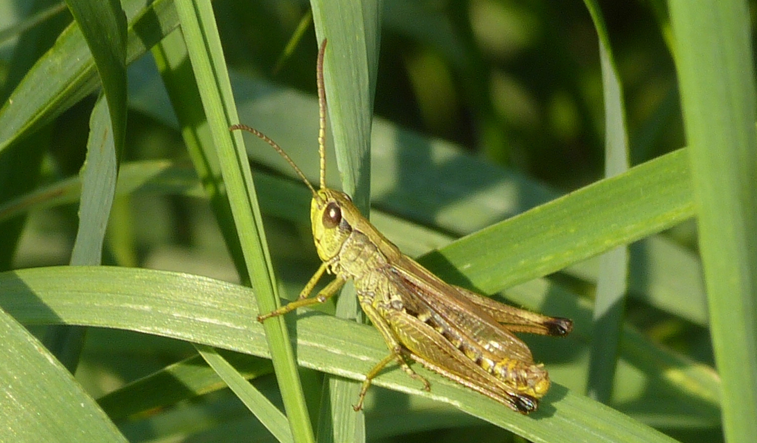 Pseudochorthippus parallelus - közönséges rétisáska