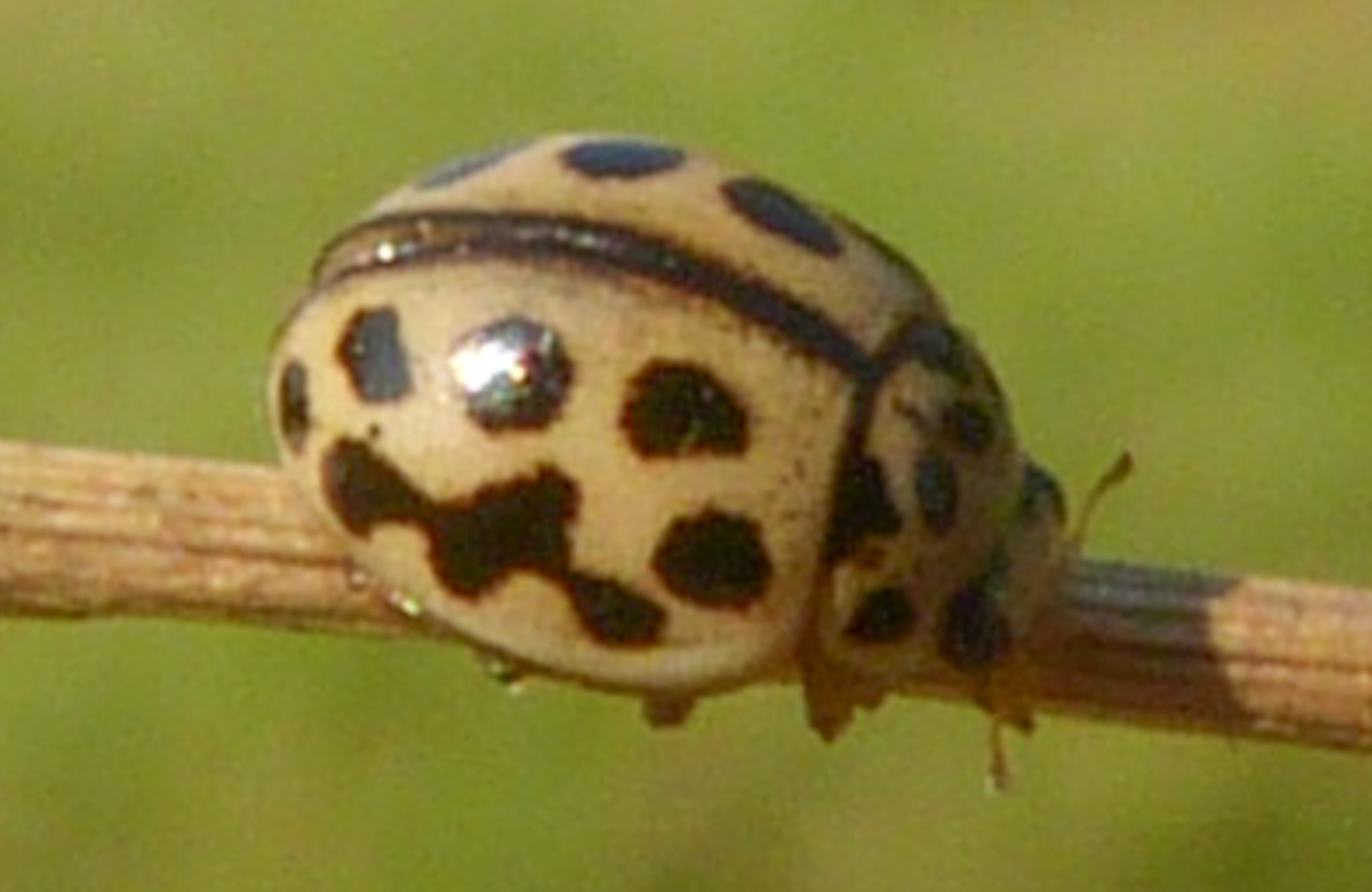 Tytthaspis sedecimpunctata - tizenhatpettyes katica