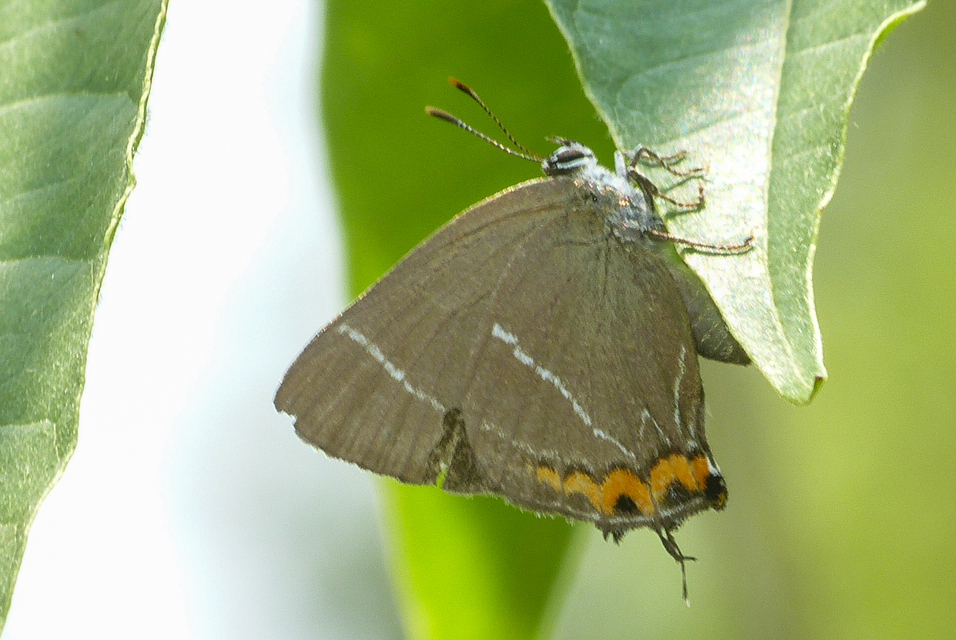 Satyrium w-album - szilfa-csücsköslepke