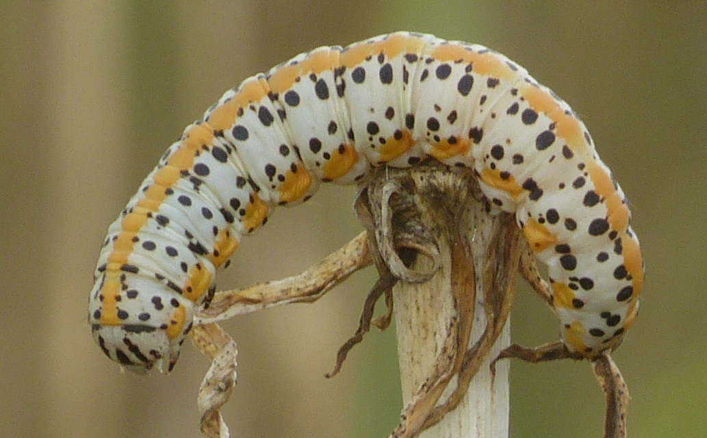Cucullia balsamitae - homoki csuklyásbagoly