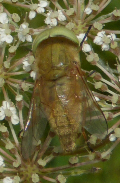 Atylotus