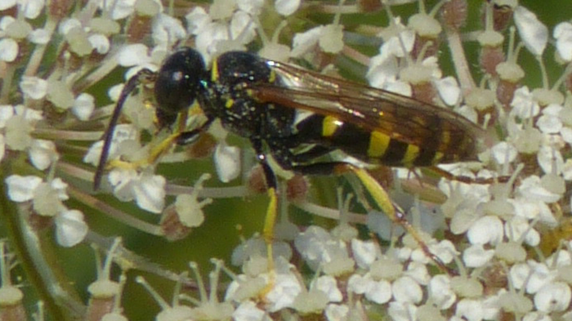 Gorytes