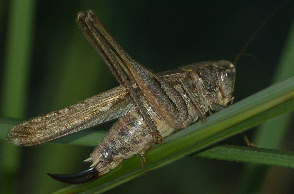 Platycleis grisea - szürke rétiszöcske