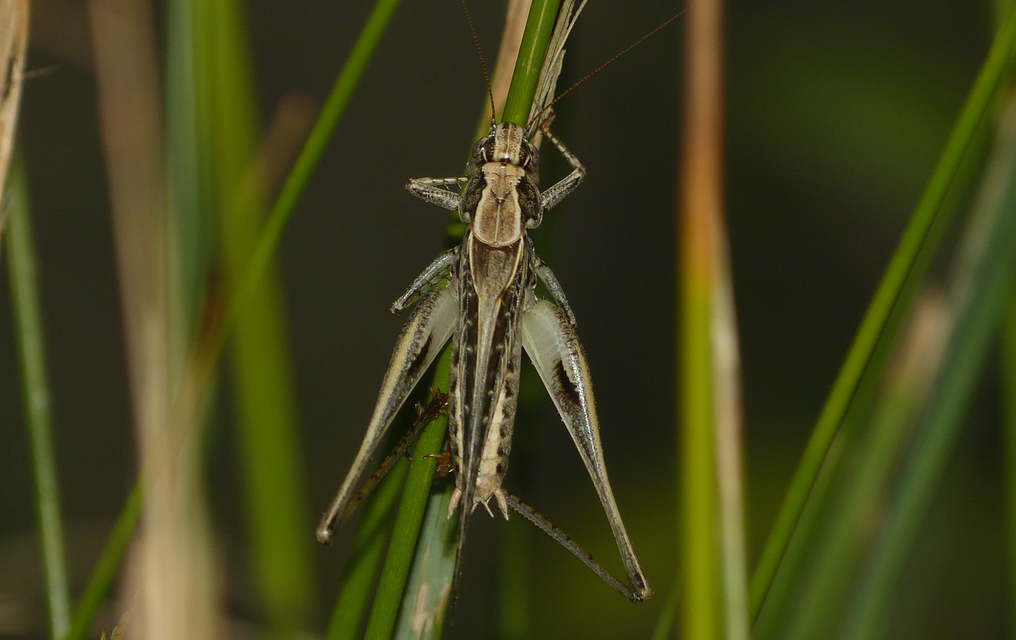 Platycleis affinis - púposhasú rétiszöcske
