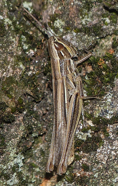 Euchorthippus pulvinatus - karcsú rétisáska