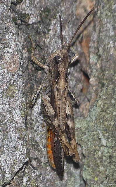 Chorthippus brunneus - közönséges tarlósáska