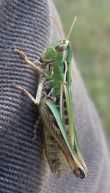 Stenobothrus nigromaculatus - sztyeppréti sáska