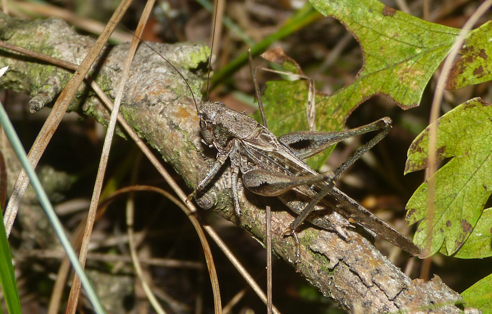 Platycleis affinis - púposhasú rétiszöcske