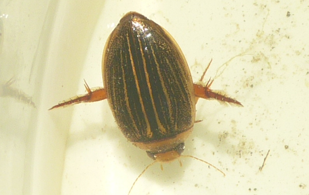 Hydaticus grammicus - déli mocsáricsíkbogár
