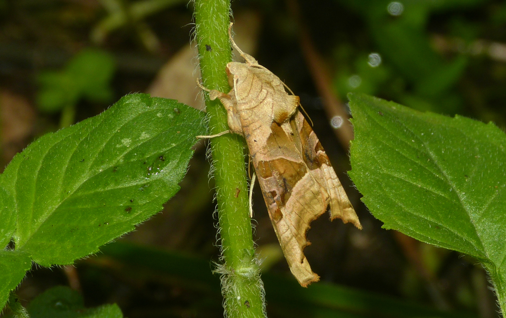 Phlogophora meticulosa - vándorló csipkésbagoly