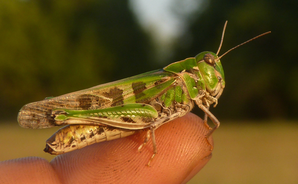 Oedaleus decorus - szalagos sáska