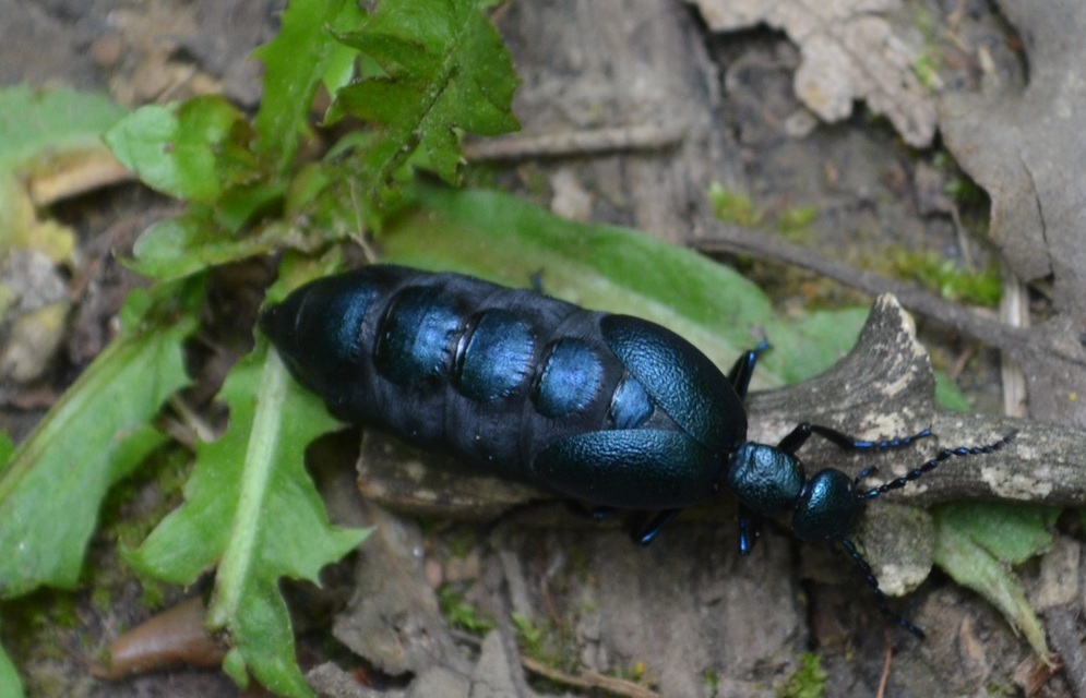Meloe violaceus - kék nünüke