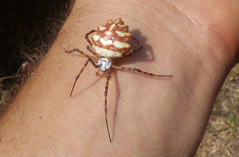 Argiope lobata - karéjos keresztespók