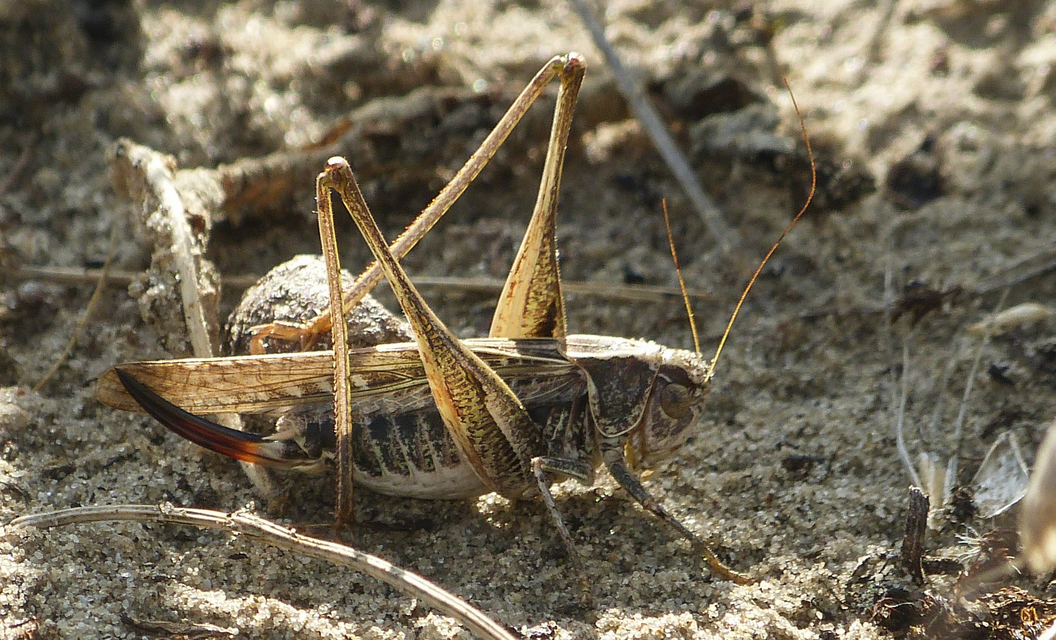 Platycleis affinis - púposhasú rétiszöcske