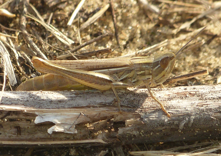 Euchorthippus pulvinatus - karcsú rétisáska