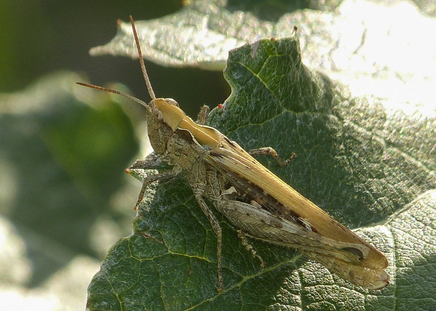Chorthippus brunneus - közönséges tarlósáska