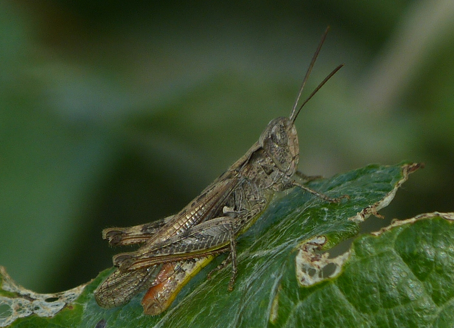 Chorthippus biguttulus - zengő tarlósáska