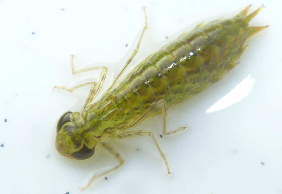 Anax