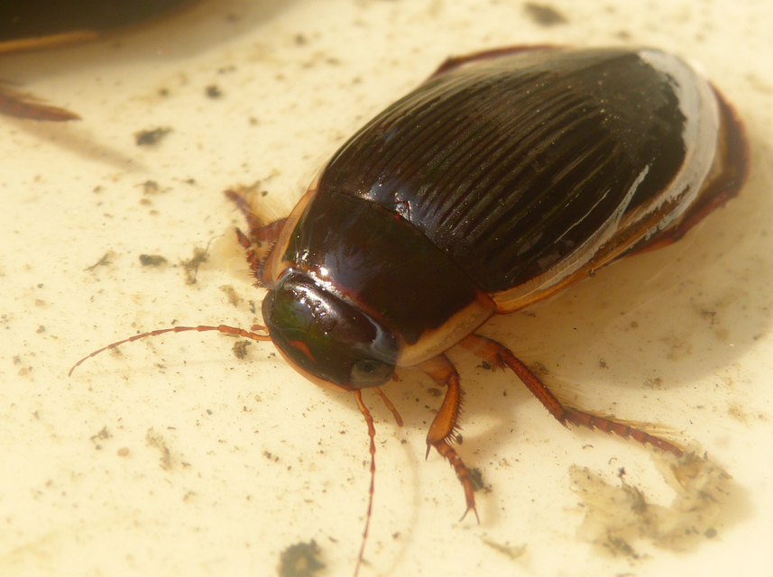 Dytiscus dimidiatus - tompacsípős csíkbogár