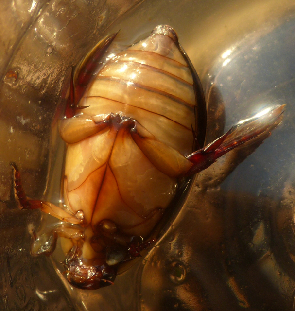 Cybister lateralimarginalis - nagy búvárbogár
