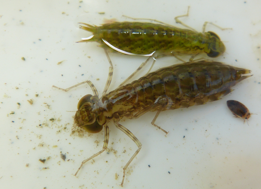 Anax