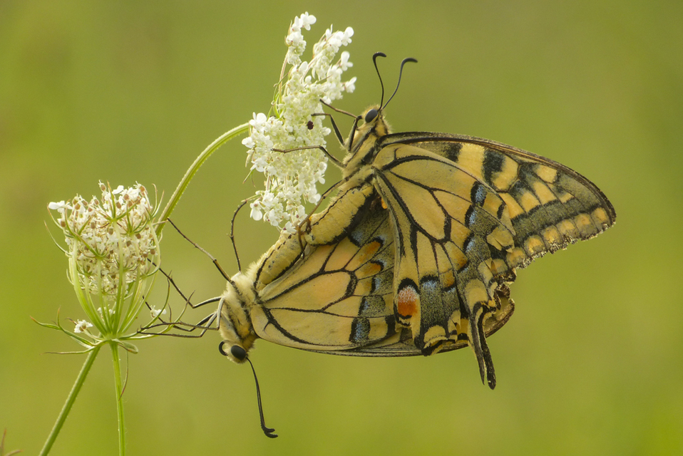 Papilio machaon - fecskefarkú lepke