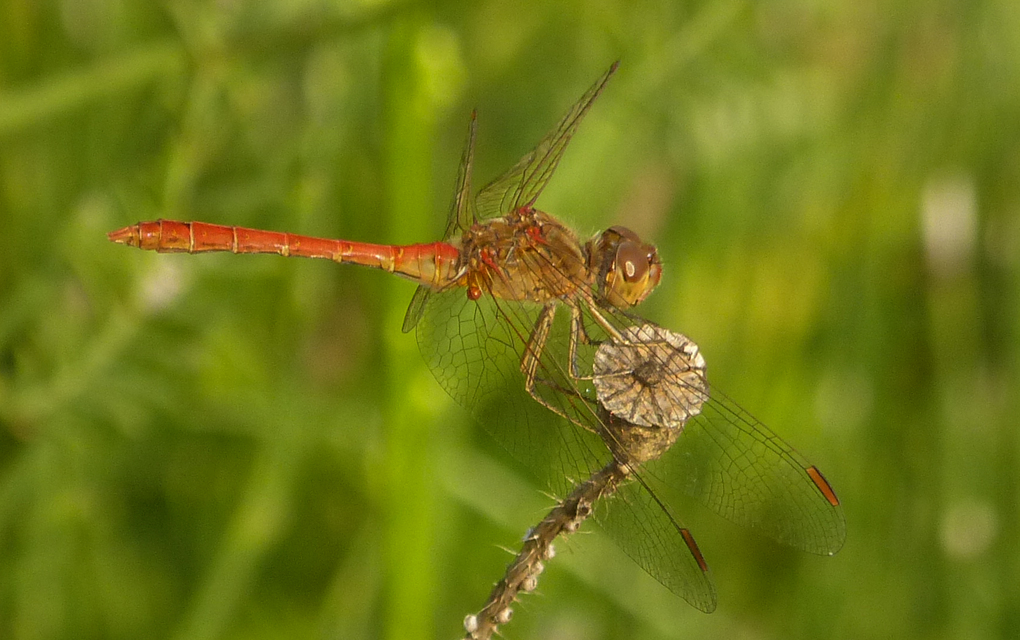 Sympetrum meridionale - fakó katona-szitakötő