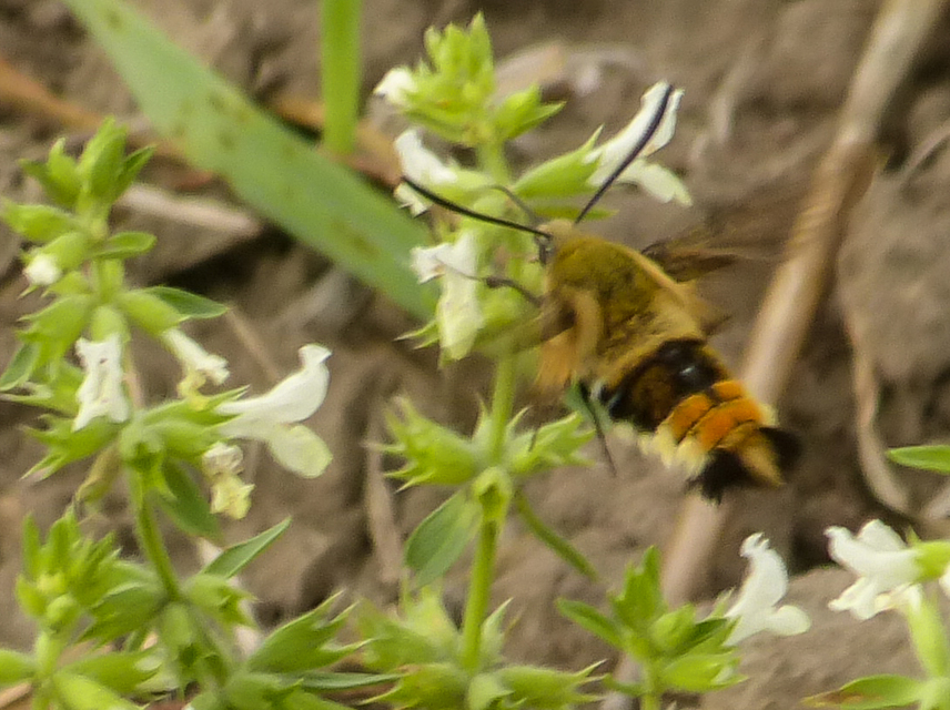 Hemaris tityus - pöszörszender