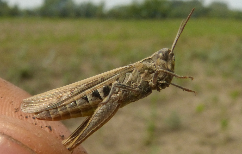 Chorthippus (Glyptobothrus) (subgenus)